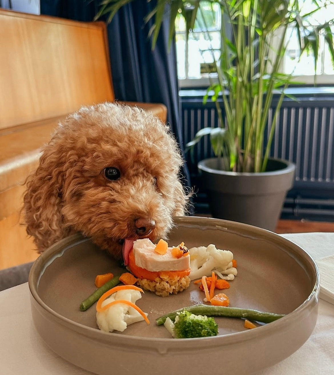 Gourmet Canine Kitchen–(50% OFF)